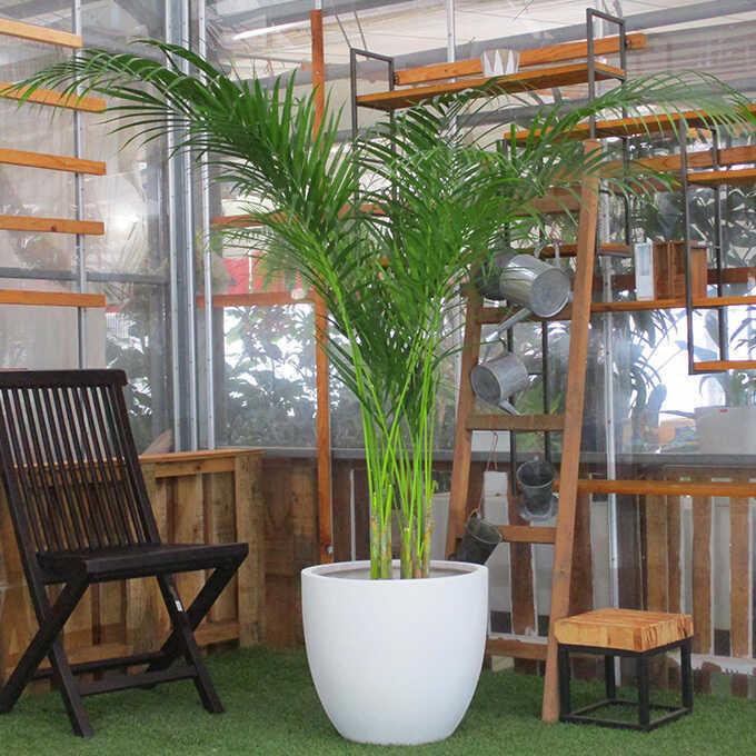 観葉植物 アレカヤシ L 10号鉢 植物 インテリア 室内 リビング