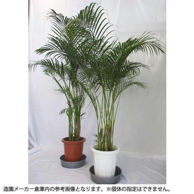 観葉植物 アレカヤシ L 10号鉢 植物 インテリア 室内 リビング