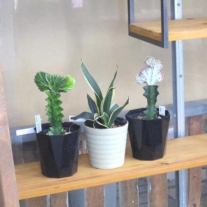 観葉植物 ユーフォルビア S 5号鉢 植物 5号 インテリア 室内 リビング
