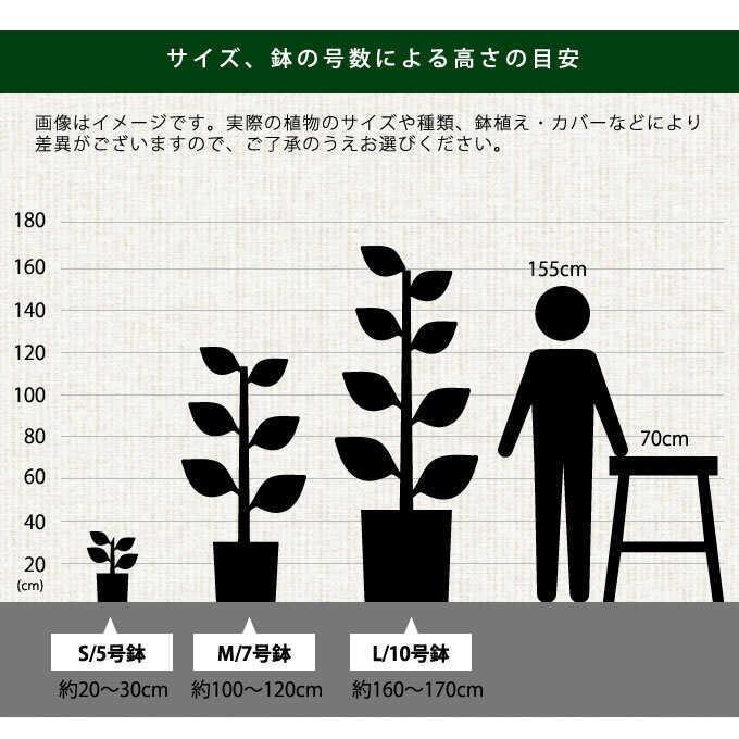 観葉植物 ユーフォルビア S 5号鉢 植物 5号 インテリア 室内 リビング