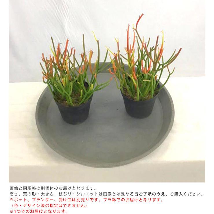 観葉植物 ミルクブッシュ S 5号鉢 植物 5号 インテリア 室内 リビング