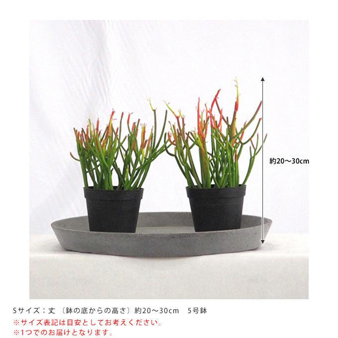 観葉植物 ミルクブッシュ S 5号鉢 植物 5号 インテリア 室内 リビング