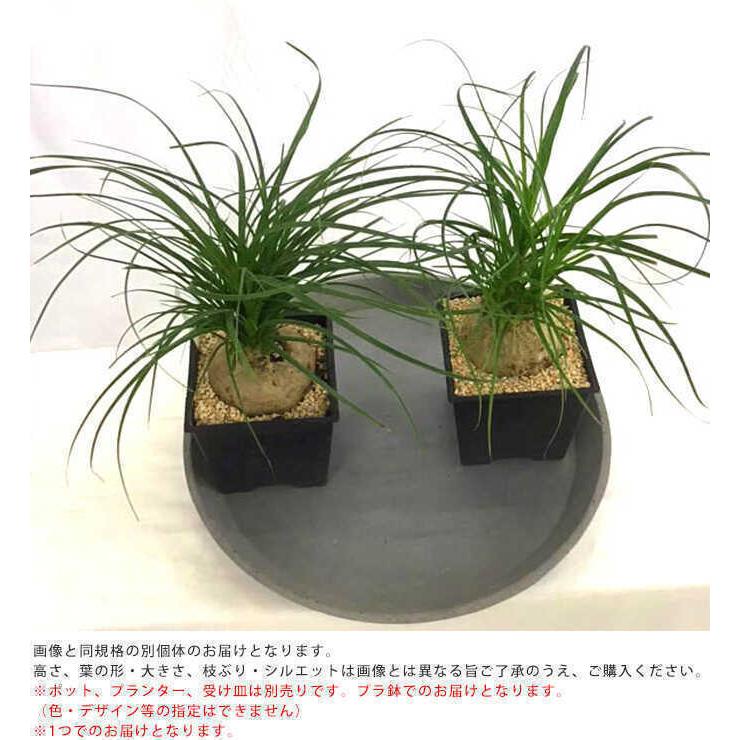 観葉植物 トックリラン S 5号鉢 植物 5号 インテリア 室内 リビング