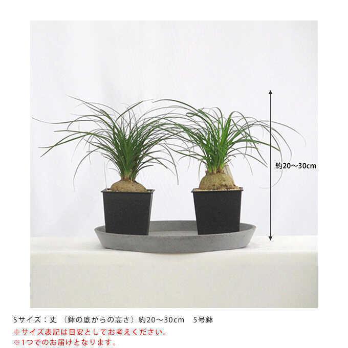 観葉植物 トックリラン S 5号鉢 植物 5号 インテリア 室内 リビング