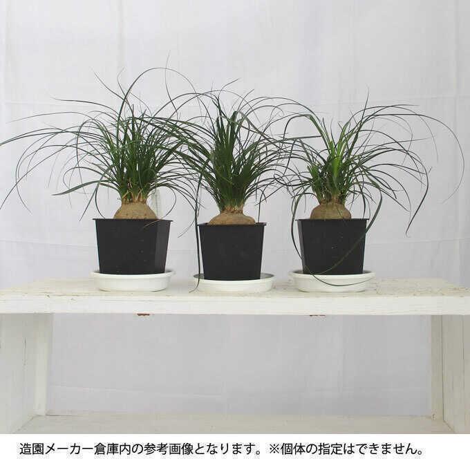 観葉植物 トックリラン S 5号鉢 植物 5号 インテリア 室内 リビング