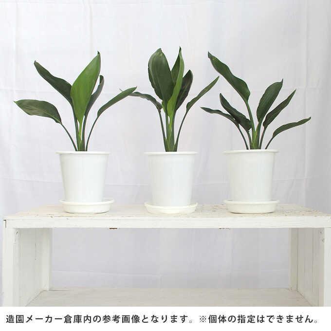 観葉植物 ストレリチア レギネ S 5号鉢 植物 5号 インテリア 室内