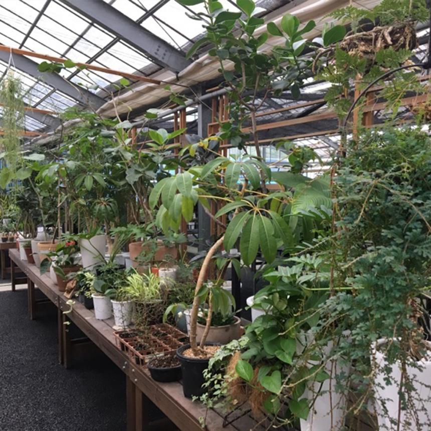 塊根植物 アフリカキッコウリュウ S 5号サイズ コーデックス 珍しい
