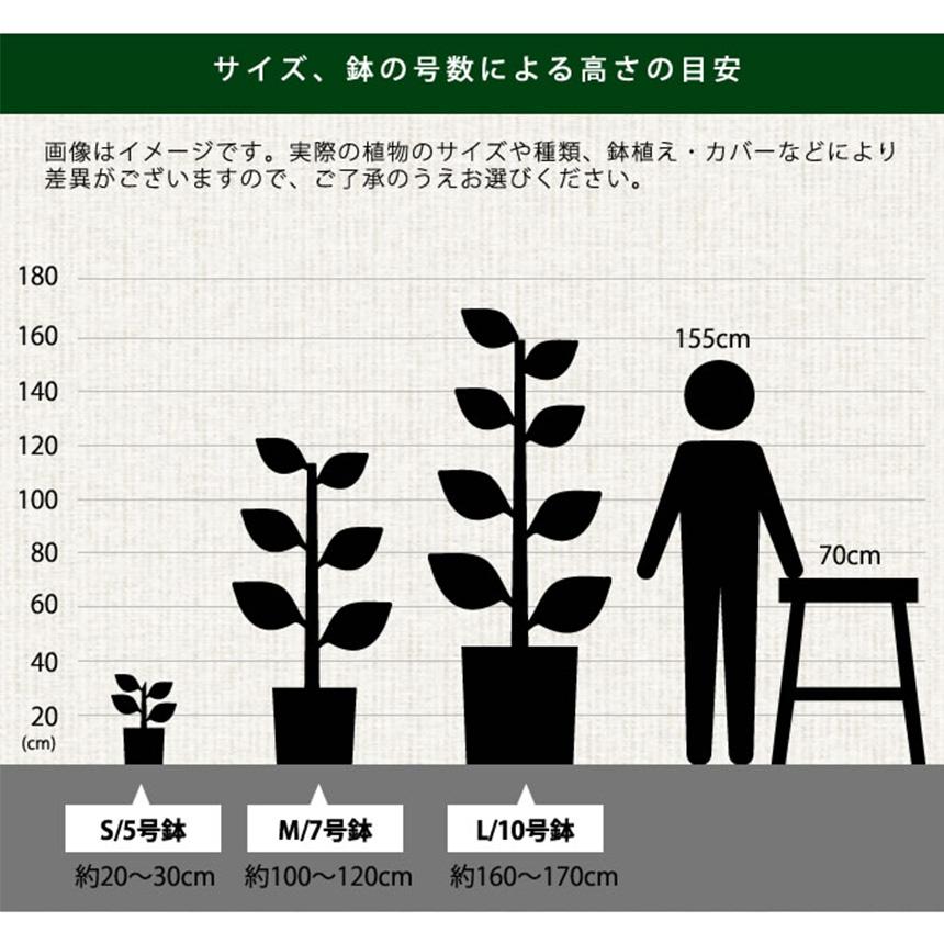 塊根植物 アフリカキッコウリュウ S 5号サイズ コーデックス 珍しい