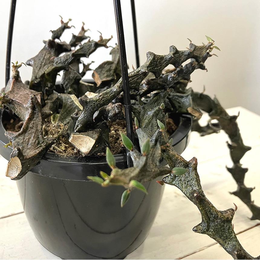 多肉植物 セロペキア ボッセリ S 4号サイズ 黒龍 ガガイモ 観葉植物 