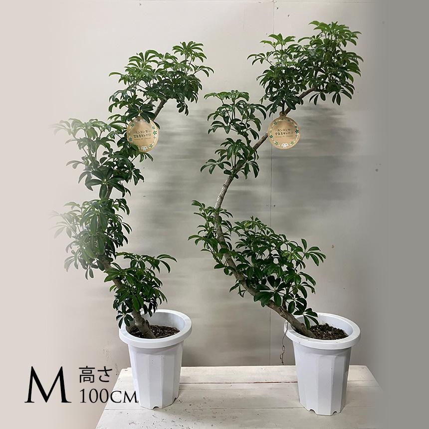 観葉植物 シェフレラ コンパクタ M ヤドリフカノキ 室内 植物 育て