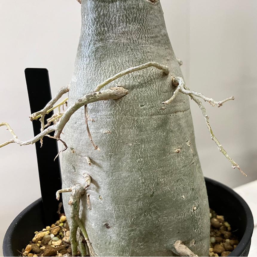 塊根植物 観葉植物 アデニウム オベスム 班入り S コーデックス 塊根植物 観葉植物 アデニウム オベスム 班入り S コーデックス