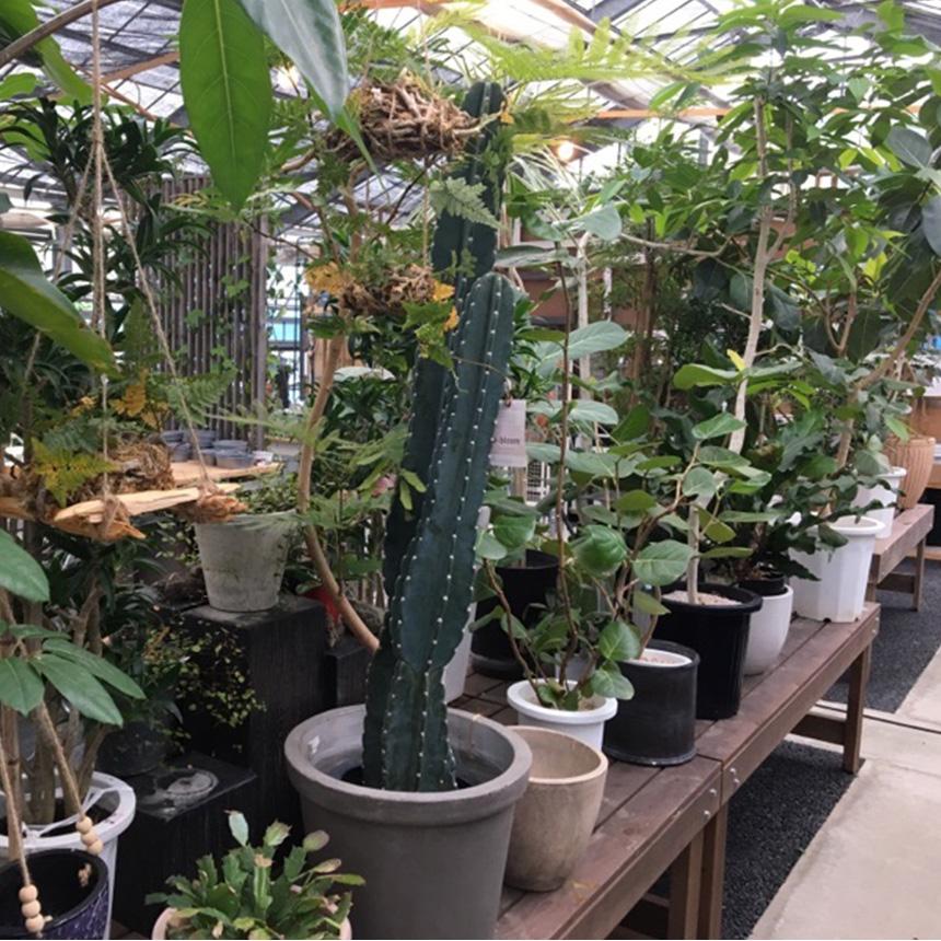 アデニウム　オベスム　観葉植物　塊根植物　多肉植物　ビザールプランツ　レアプランツ　ガーデニング　植物　グリーン　趣味　盆栽　葉　花　庭　草　インテリア　おしゃれ　飾り　園芸　 塊根植物 観葉植物 アデニウム オベスム 班入り S コーデックス 希少