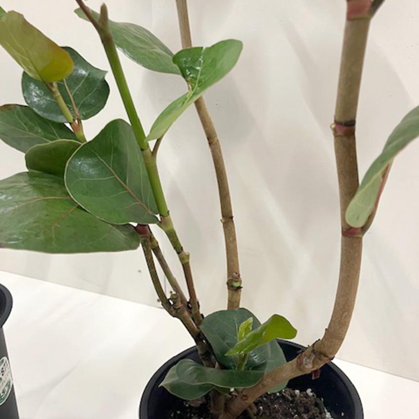 観葉植物 シーグレープ M 7号 ハマベブドウ おしゃれ 植物 室内 園芸