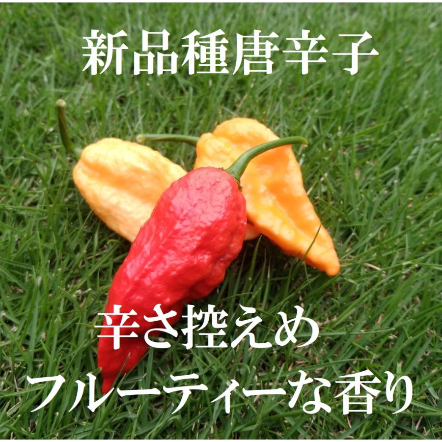 ハーブティー 冷え性 温活 国産 5包 香辛子 燃焼 ダイエット 代謝促進 わざあり レモングラス ローズヒップ ハイビスカス ジンジャー カレンデュラ |  | 02