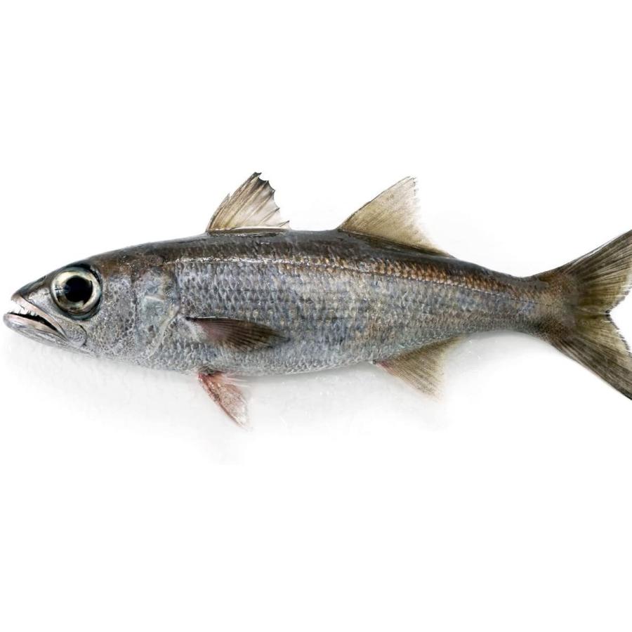 299円 商店 期間大セール 冷凍 1000g 太刀魚 帯魚 切帯魚 中国産 カット済み 刀魚 秋刀魚 タチウオ 入荷時期によってイメージ変わる場合が ございます 299円 商店 期間大セール 冷凍 1000g 太刀魚 帯魚 切帯魚 中国産 カット済み 刀魚 秋刀魚 タチウオ 入荷時期によってイメージ変わる場合が ございます