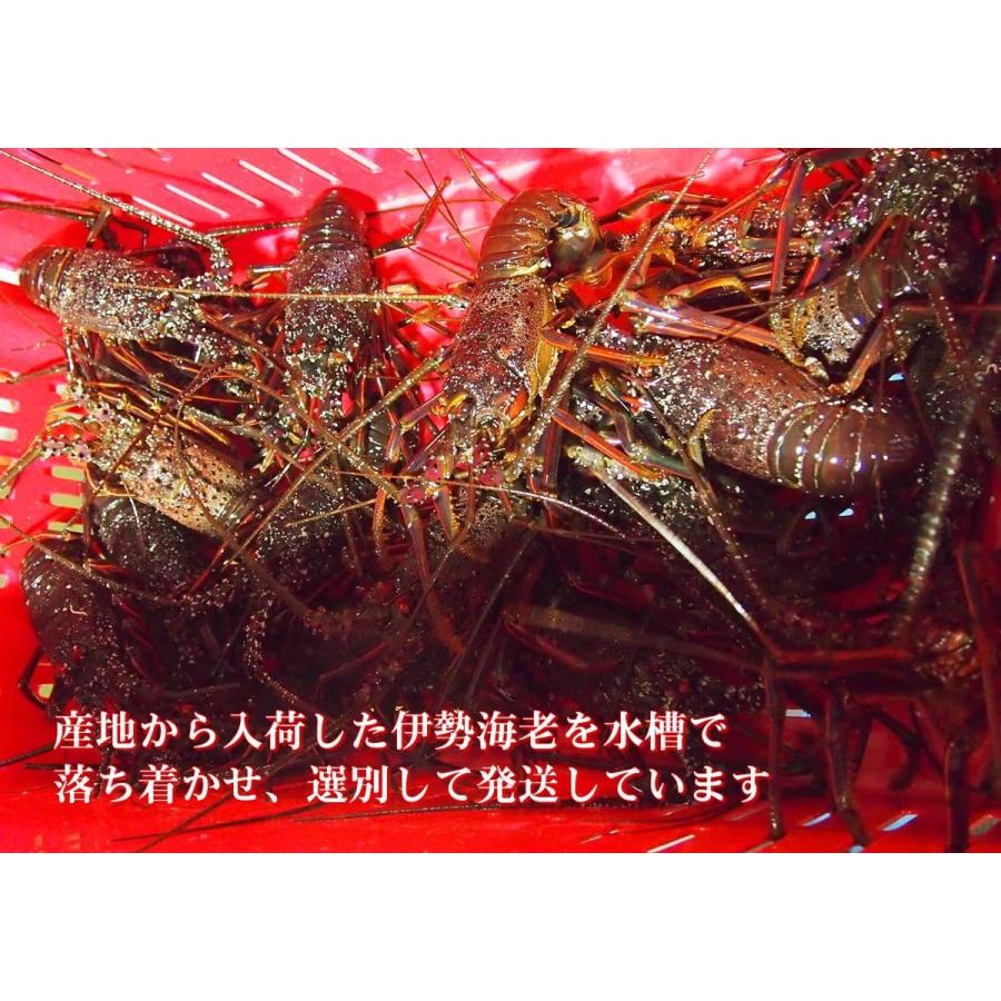 最先端 築地魚群 活伊勢海老 イセエビ 1尾 約500gサイズ 国産 公式店舗 Iniciatupyme Cl