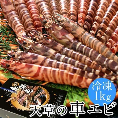 人気絶頂 活〆冷凍 車海老 車えび 1kg 30 44尾 熊本県天草産 維和島 急速冷凍 加 刺身 新鮮 クルマエビ Web限定 Www Muslimaidusa Org