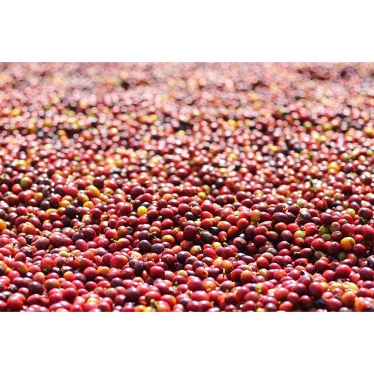 コーヒー 生豆 タイ ドイパンコン ナチュラル #165 DripTrip 1kg 2kg