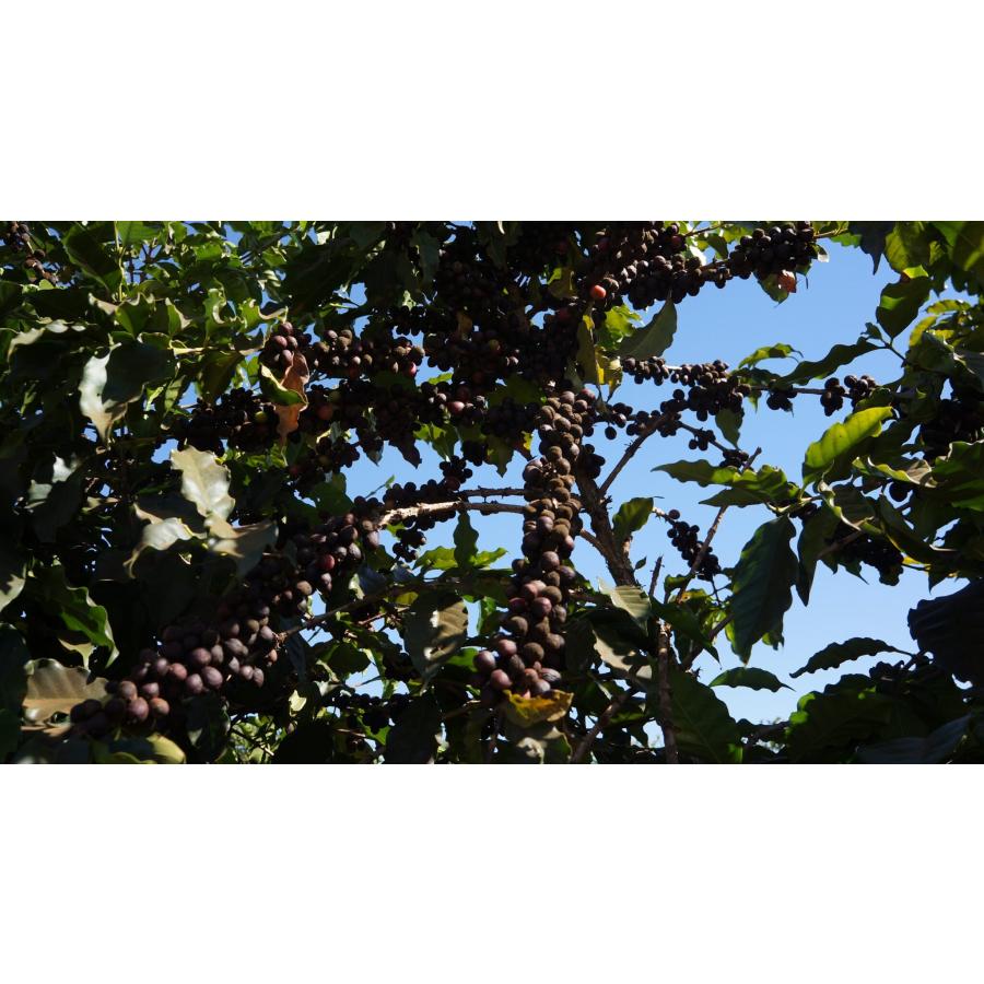 受注焙煎！2kg ブラジル EROS サントス セラード ドライド オン