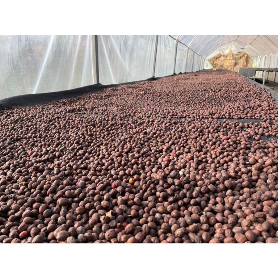 コーヒー 生豆 中国 雲南省 孟連信崗茶珈農園 嫌気発酵日晒 アナエロ