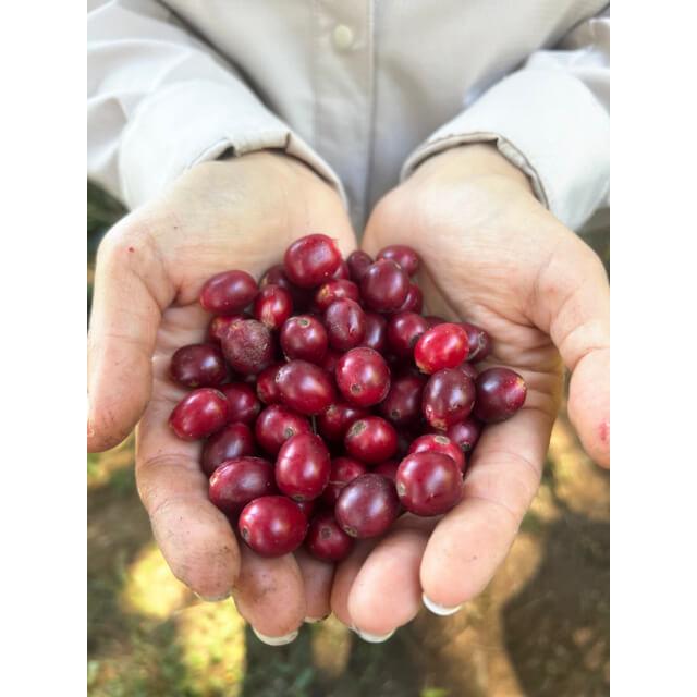 コーヒー 生豆 コスタリカ レガドス ブラックハニー #360 DripTrip 1kg