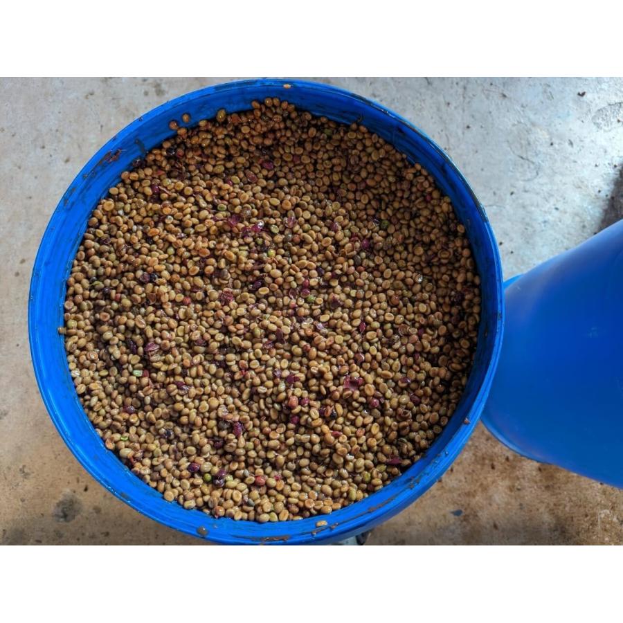 コーヒー 生豆 インド パパクチ農園 ロブスタ アナエロビック ハニー A