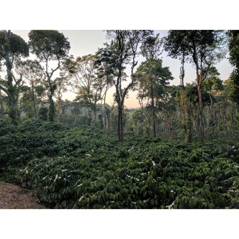 コーヒー 生豆 インド パパクチ農園 ファインロブスタ ウォッシュ A