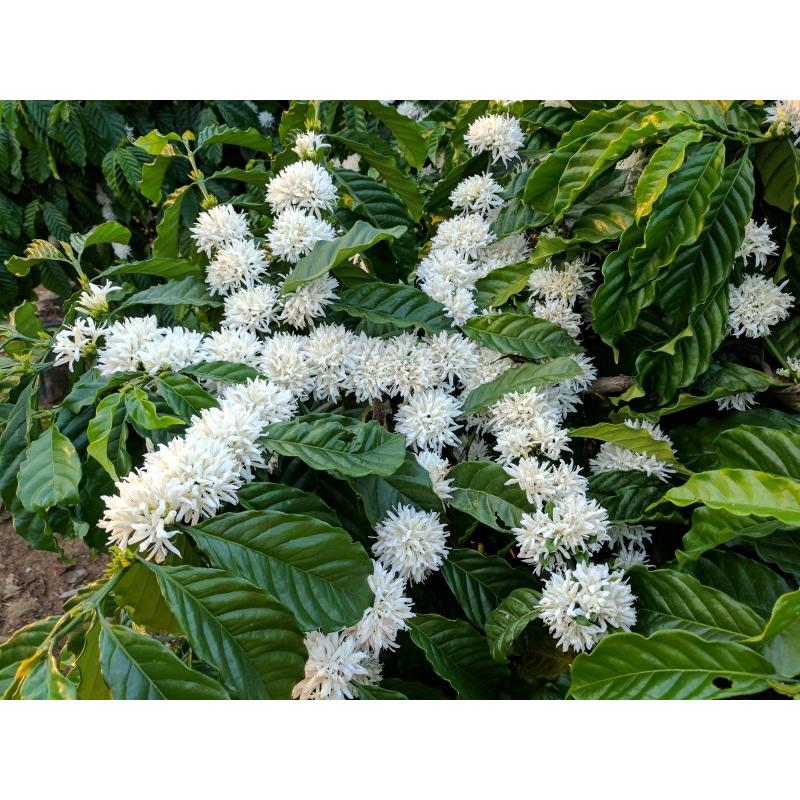 コーヒー 生豆 インド パパクチ農園 ファインロブスタ ウォッシュ A
