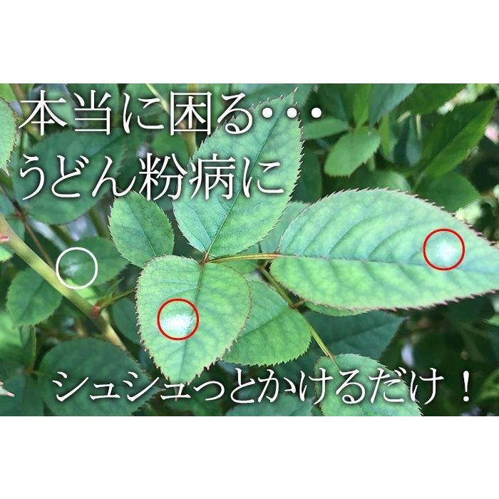 新 うどんこバスターズ 100 天然成分 うどん粉病と戦うための強い味方 40cc 1000倍に薄めた場合40リットル分作れます Achi Udon ゲキハナ初心者さんのお花屋さん 通販 Yahoo ショッピング
