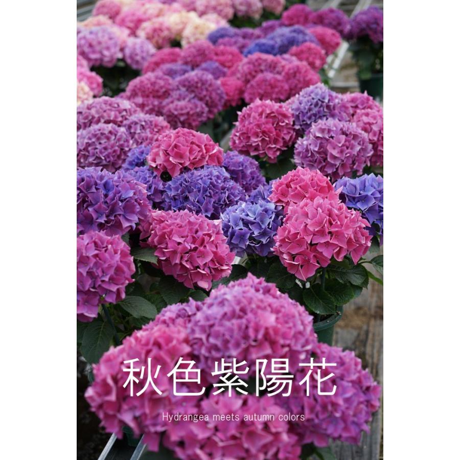 4 26 5 11出荷不可 秋色紫陽花 秋色あじさい 送料無料 全4色 シックで美しいこの季節だけのとっておき 鉢植え 鉢花 Aika Aki ゲキハナ初心者さんのお花屋さん 通販 Yahoo ショッピング