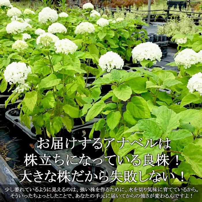 送料無料 アメリカアジサイ アナベル 4 5寸鉢 ホワイト 白 大株の苗 鉢植え 植木 花 花無しでのお届け ラッピング メッセージカード不可 Aika Ana5 ゲキハナ初心者さんのお花屋さん 通販 Yahoo ショッピング
