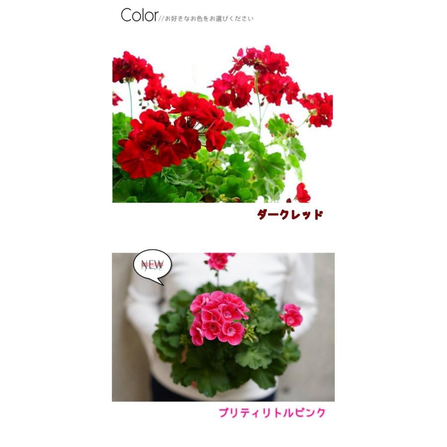 2鉢セット よく咲くゼラニウム 赤 カリオペ ダークレッド プリティリトルピンク 5号 Ame Kari5 ゲキハナ初心者さんのお花屋さん 通販 Yahoo ショッピング