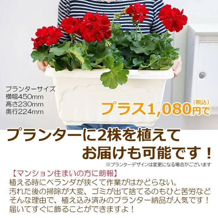 新着セールよく咲くゼラニウム 赤 カリオペ プリティリトルピンク ダークレッド 5号 鉢花