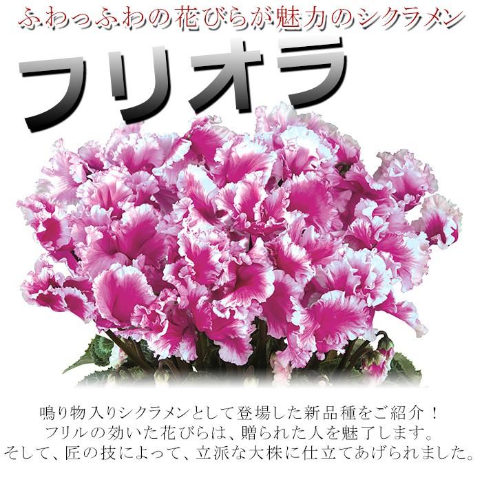 シクラメン 6号 フリオラ 送料無料 全3色 大株 贈答品 上質なシクラメン 鉢植え 花 お歳暮 鉢花 ギフト 代引き不可 Bs Fri6 ゲキハナ初心者さんのお花屋さん 通販 Yahoo ショッピング