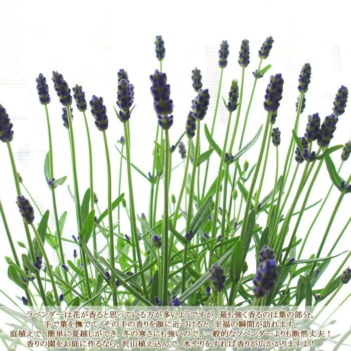 送料無料 ラベンダー グロッソ【20苗セット】 花なしガーデニング専用  
