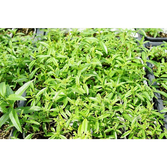 レモンバーベナ ハーブ 送料無料 販売 12苗 鼻スッキリ 花粉症ハーブ レモンバーベナ 3 5寸 12苗セット 耐暑性 耐寒性 多年草 Chikata Lemonber10 ゲキハナ初心者さんのお花屋さん 通販 Yahoo ショッピング