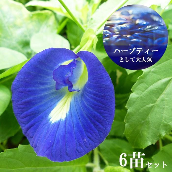 4 28から5 16着不可 グリーンカーテンに バタフライピー 3 5寸 6苗セット ハーブティーにできる美容系のお花 青 Chikata Pea6 ゲキハナ初心者さんのお花屋さん 通販 Yahoo ショッピング