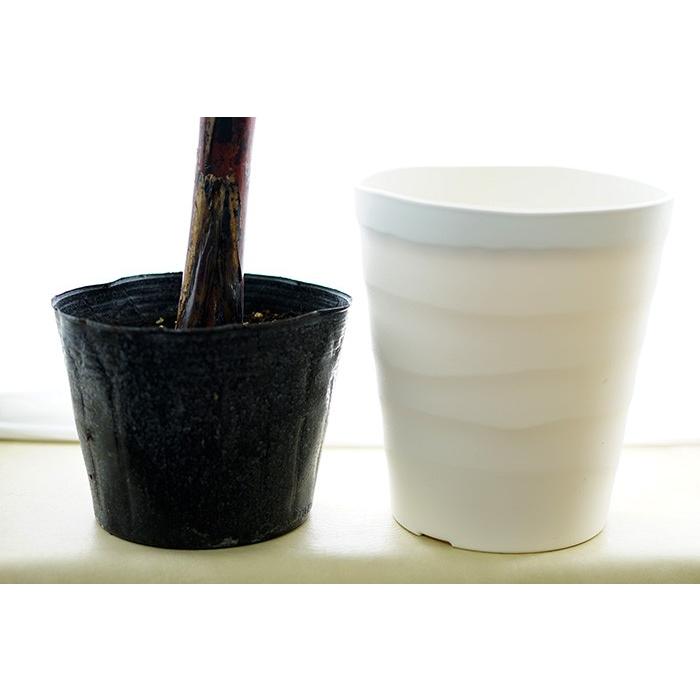 バナナ 苗 ドワーフモンキー 6号 大苗 果樹苗 バナナの木 送料無料 （7