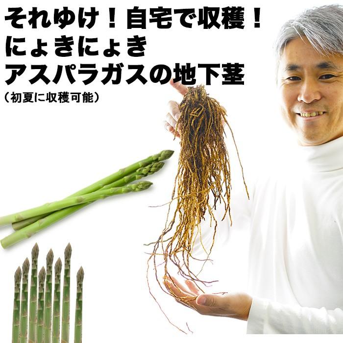 送料無料 アスパラガスの地下茎 アスパラ 苗 アスパラガス 地下茎 販売 初心者さんでも安心 家庭菜園 収穫 Geki Aspa ゲキハナ初心者さんのお花屋さん 通販 Yahoo ショッピング