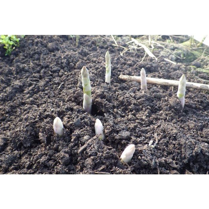 送料無料 アスパラガスの地下茎 アスパラ 苗 アスパラガス 地下茎 販売 初心者さんでも安心 家庭菜園 収穫 Geki Aspa ゲキハナ初心者さんのお花屋さん 通販 Yahoo ショッピング