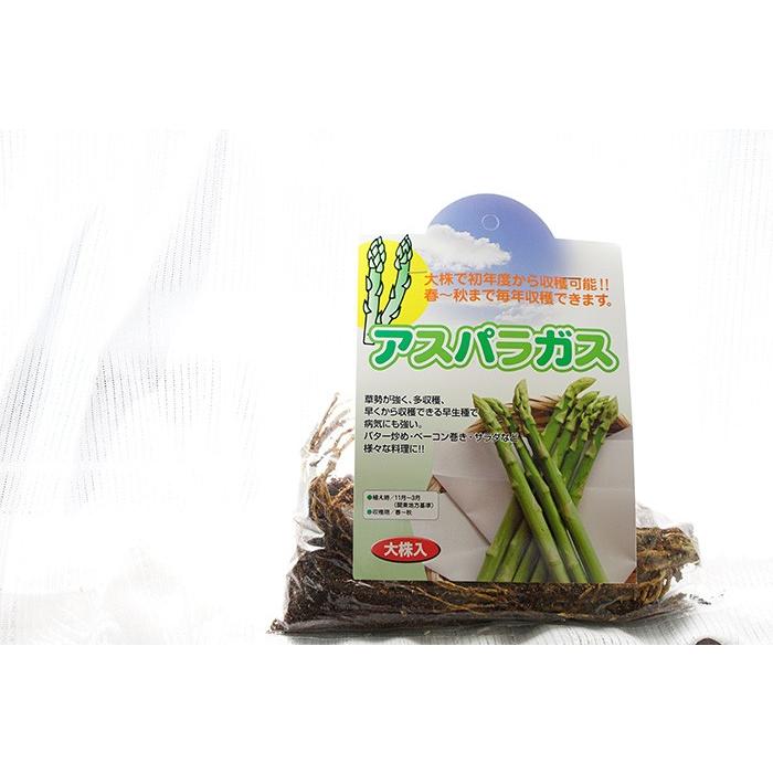 送料無料 アスパラガスの地下茎 アスパラ 苗 アスパラガス 地下茎 販売 初心者さんでも安心 家庭菜園 収穫 Geki Aspa ゲキハナ初心者さんのお花屋さん 通販 Yahoo ショッピング
