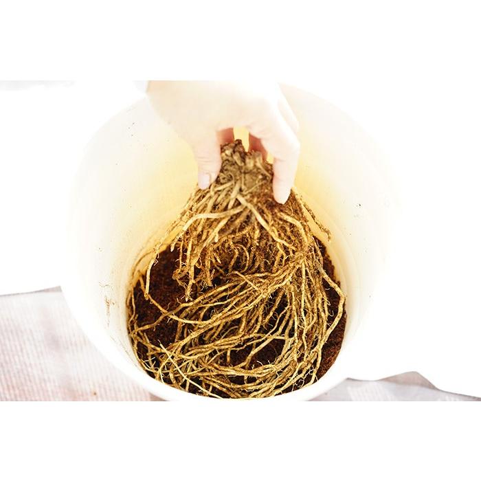 送料無料 アスパラガスの地下茎 アスパラ 苗 アスパラガス 地下茎 販売 初心者さんでも安心 家庭菜園 収穫 Geki Aspa ゲキハナ初心者さんのお花屋さん 通販 Yahoo ショッピング