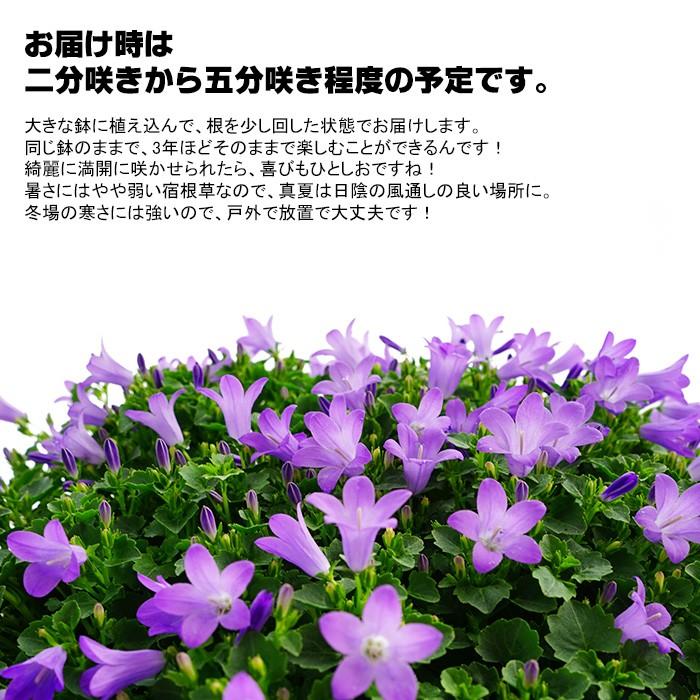 4 28から5 16着不可 カンパニュラ 宿根草 送料無料 9号大鉢 直径27センチの鉢 この鉢のまま2 3年楽しめます Geki Bell9 ゲキハナ初心者さんのお花屋さん 通販 Yahoo ショッピング