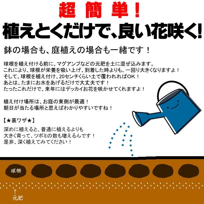 カサブランカ 球根 国産 すぐに咲く ユリの 4球買うと1球おまけ Geki Casa24 ゲキハナ初心者さんのお花屋さん 通販 Yahoo ショッピング