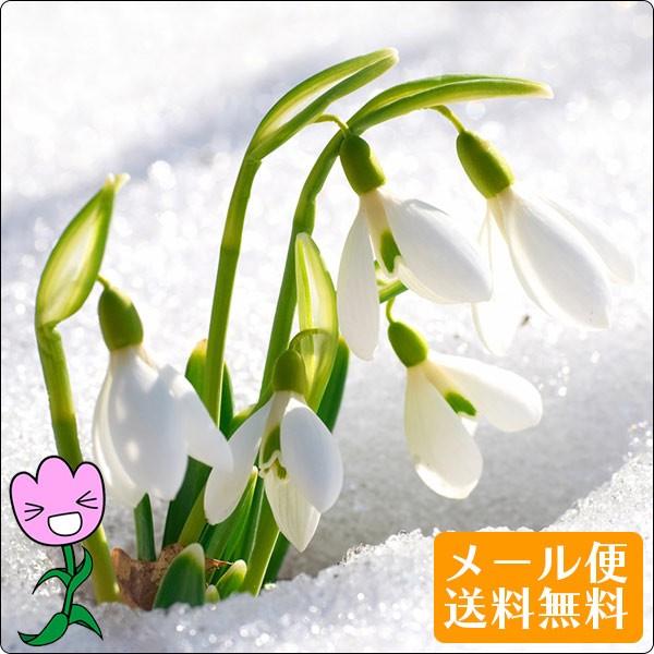 2月咲き スノードロップ 球根 10球セット 初心者向け 秋植えで早春のまだ寒い時期に咲き始める水仙の仲間 メール便送料無料 :geki-drop5:ゲキハナ初心者さんのお花屋さん - 通販 - Yahoo!ショッピング 2月咲き スノードロップ 球根 10球セット 初心者向け 秋植えで早春のまだ寒い時期に咲き始める水仙の仲間 メール便送料無料 :geki-drop5:ゲキハナ初心者さんのお花屋さん - 通販 - Yahoo!ショッピング
