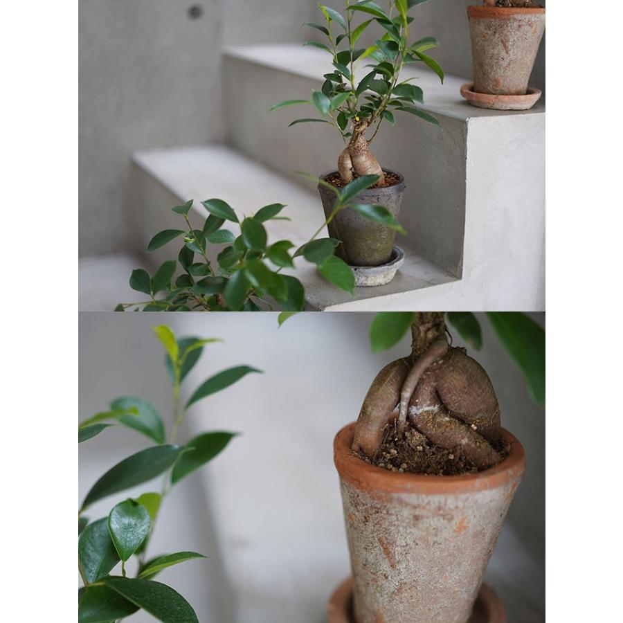 送料無料 観葉植物 ガジュマルの樹 手作り素焼き鉢 鉢皿付き プレゼント ギフト がじゅまる ガジュマル 販売 Geki Gaju3 ゲキハナ初心者さんのお花屋さん 通販 Yahoo ショッピング