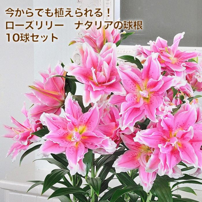 在庫一掃セール 送料無料 今からでも植えられる ローズリリー ナタリア 球根 10球セット 価格は10球当たり Geki Natalia10 ゲキハナ初心者さんのお花屋さん 通販 Yahoo ショッピング