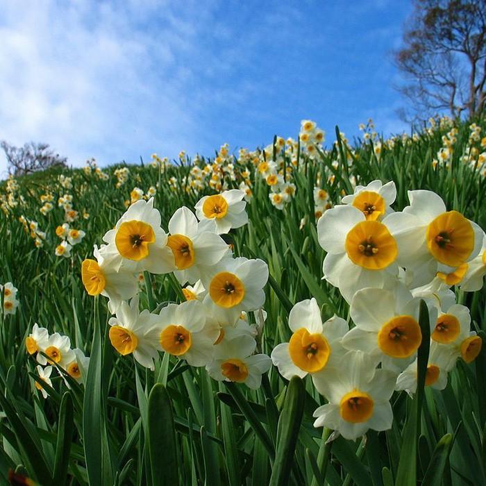 日本水仙 1月咲き球根 寒咲き 大球5球セット 15cm球 小型便送料 初心者ok Geki Nihon2 ゲキハナ初心者さんのお花屋さん 通販 Yahoo ショッピング