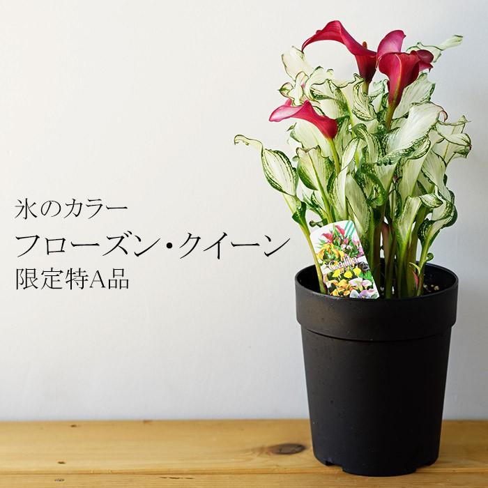 送料無料 氷のカラー フローズン クイーン 5号 日本初公開新品種 育て方に特徴があるため ギフトには向きません Geki Queen5 ゲキハナ初心者さんのお花屋さん 通販 Yahoo ショッピング