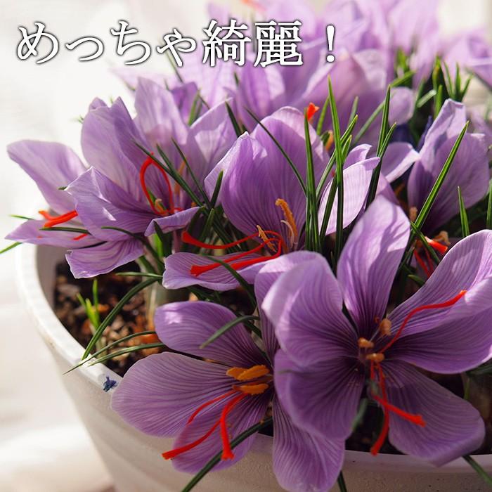 秋咲き 球根 サフラン 超特大球5球セット 14から16センチ球 これ1つで5輪くらい開花します 小型便送料 ネコポス不可 Geki Saf2 ゲキハナ初心者さんのお花屋さん 通販 Yahoo ショッピング